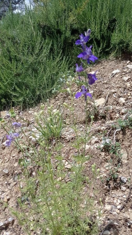 مبيت وإفطار Villelaure Les Cigales المظهر الخارجي الصورة